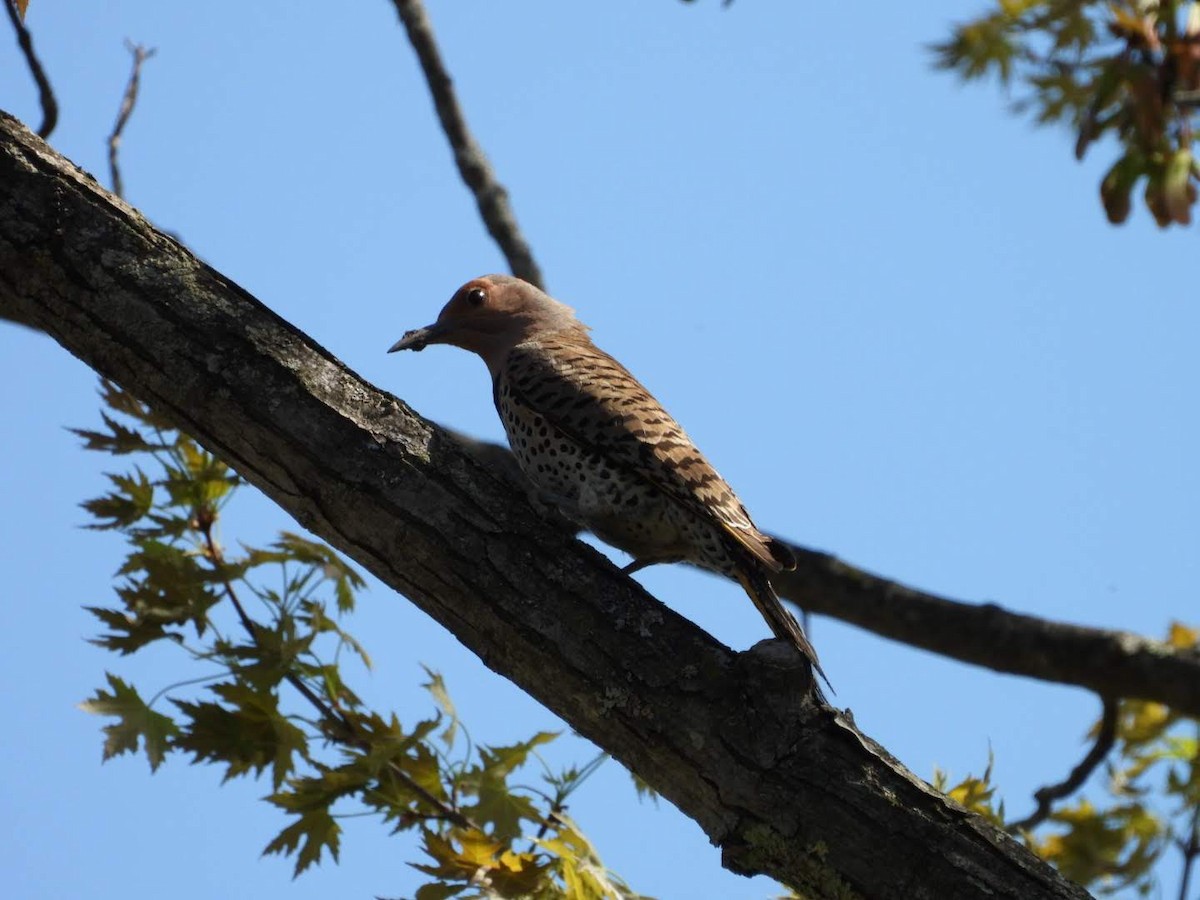Northern Flicker - ML635757546