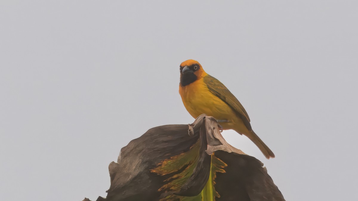 Olive-naped Weaver - ML635757553