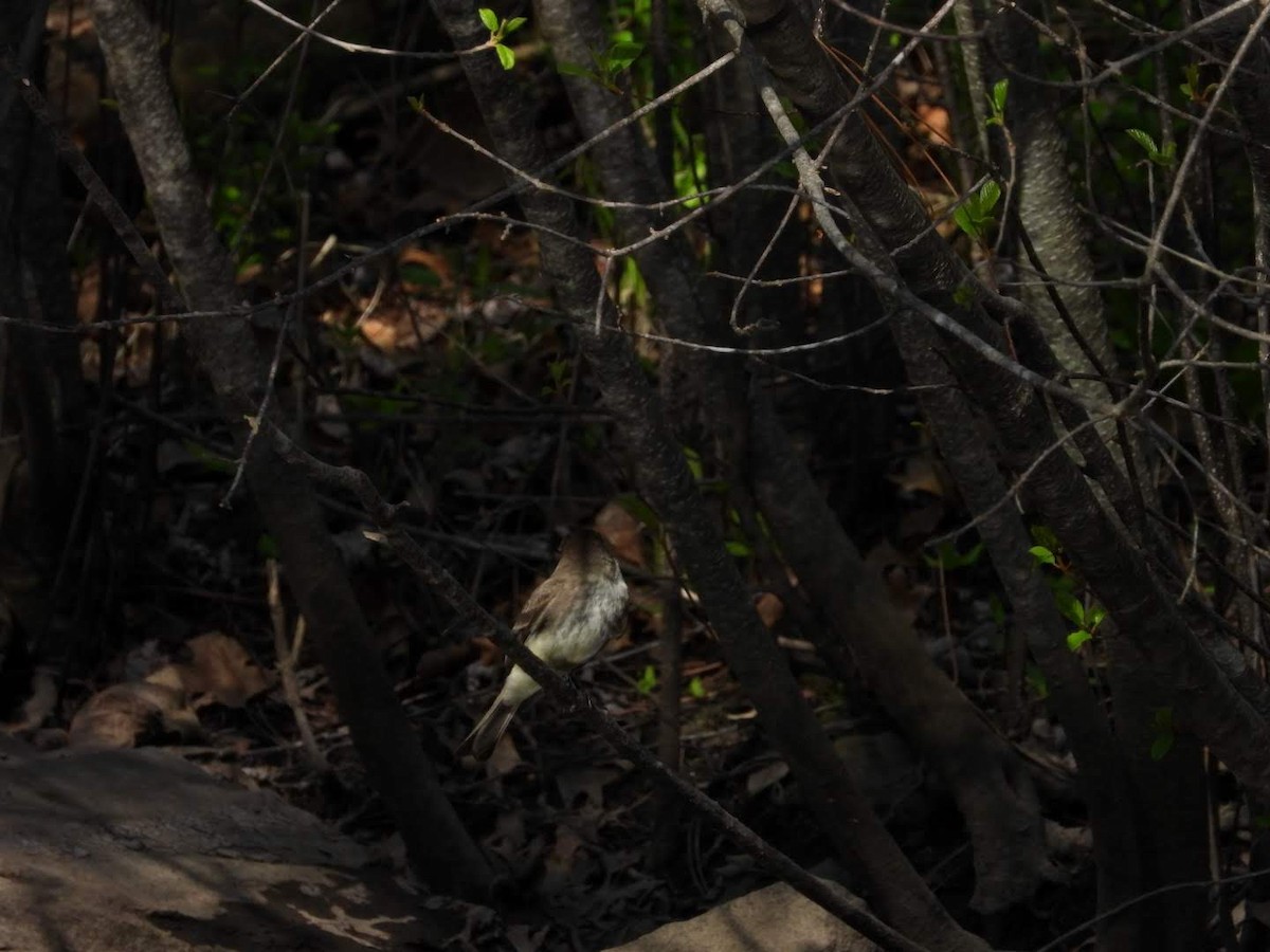 Eastern Phoebe - ML635757576