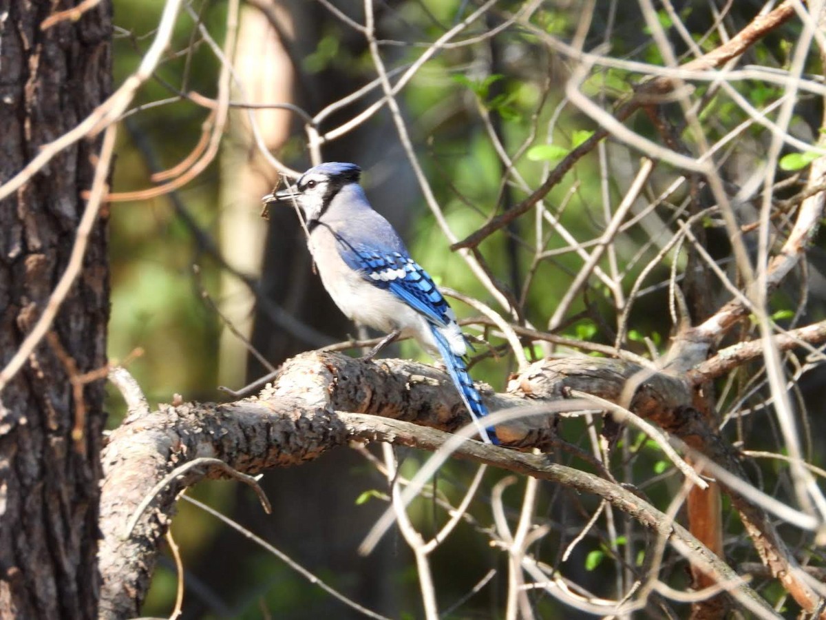 Blue Jay - ML635757600