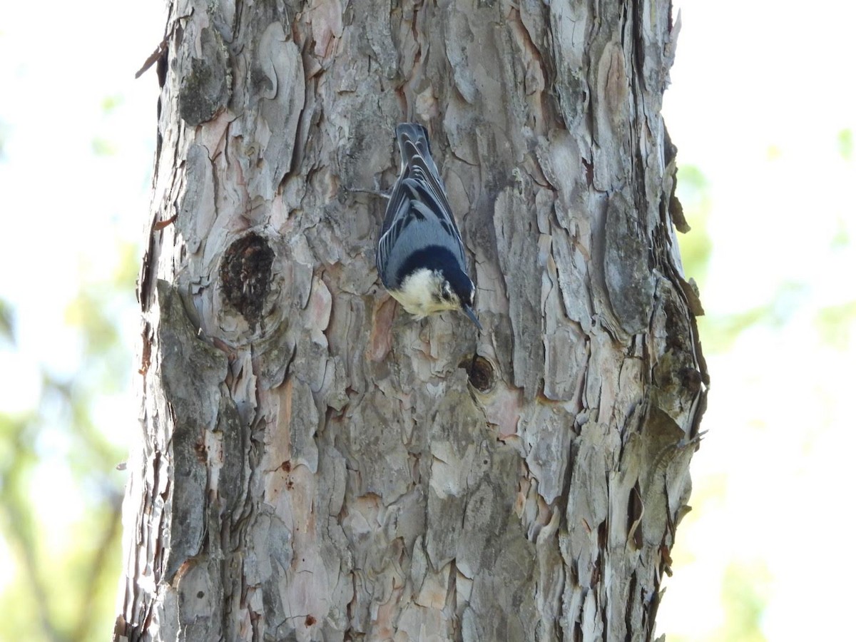 White-breasted Nuthatch - ML635757626
