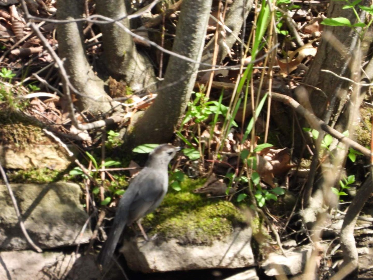 Gray Catbird - ML635757655