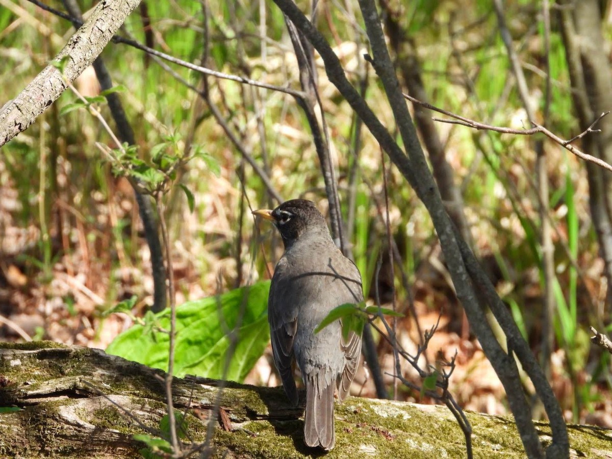American Robin - ML635757804