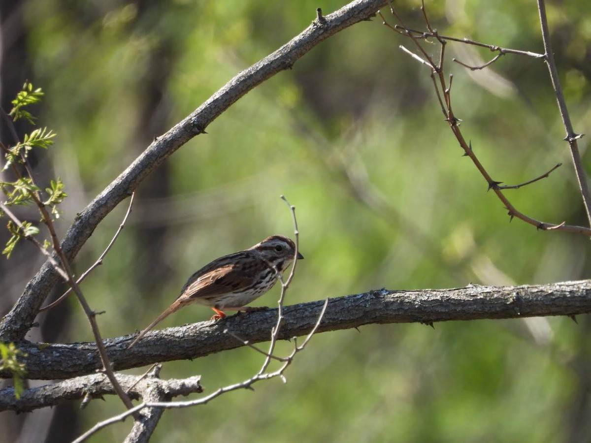 Song Sparrow - ML635757812