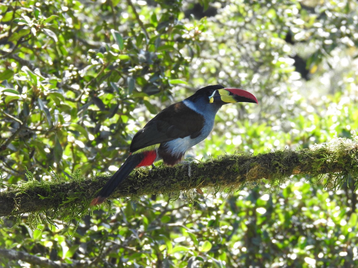 Gray-breasted Mountain-Toucan - ML635757844