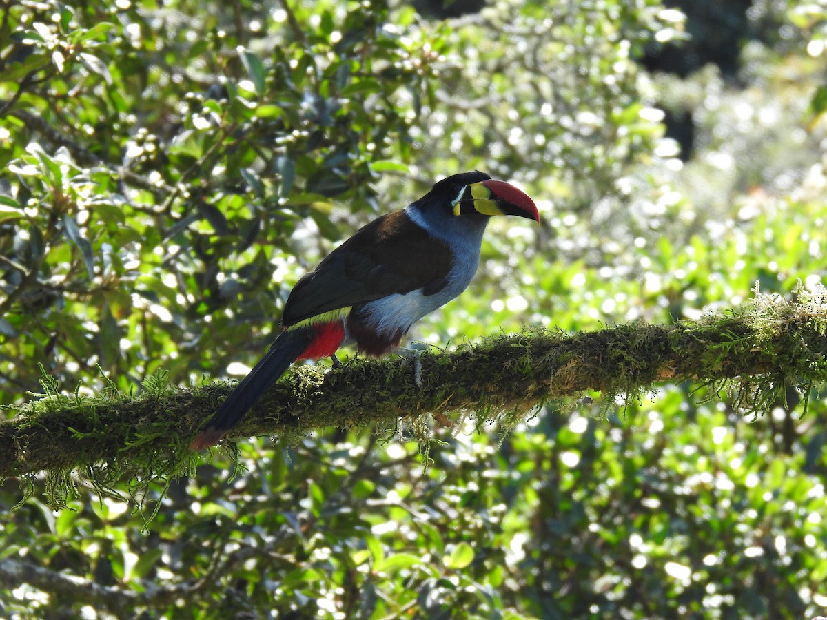 Gray-breasted Mountain-Toucan - ML635757845
