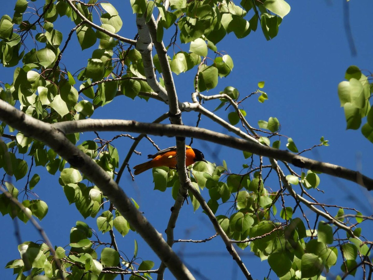 Baltimore Oriole - ML635757846