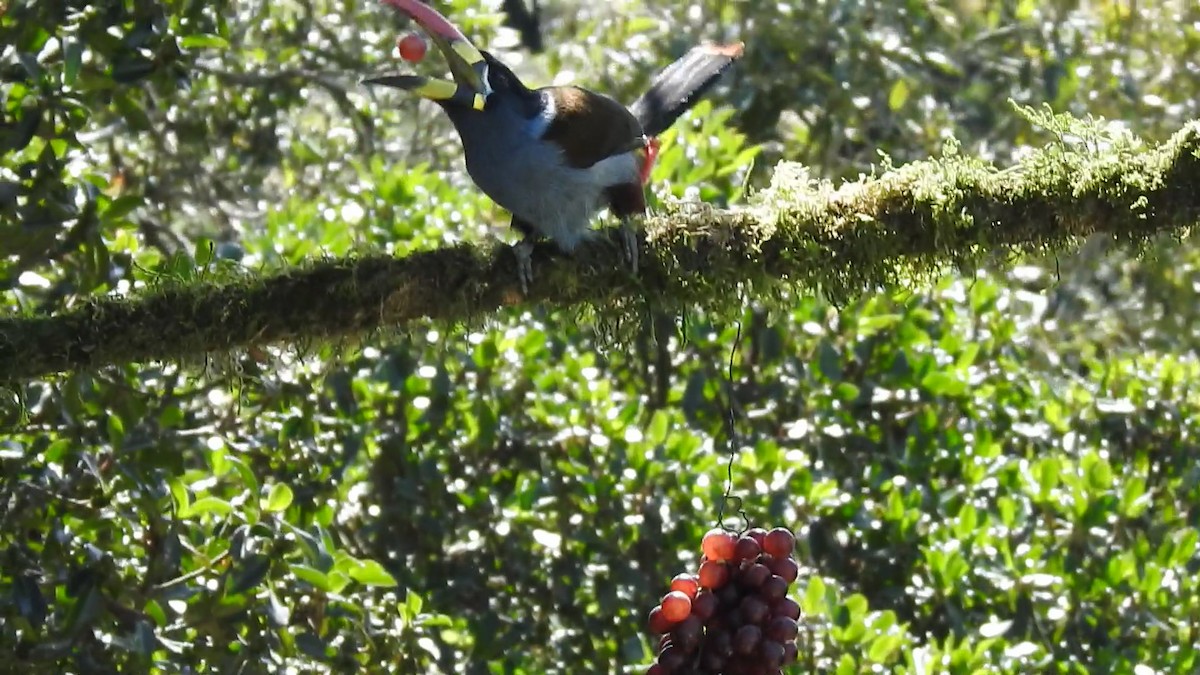 Gray-breasted Mountain-Toucan - ML635757850