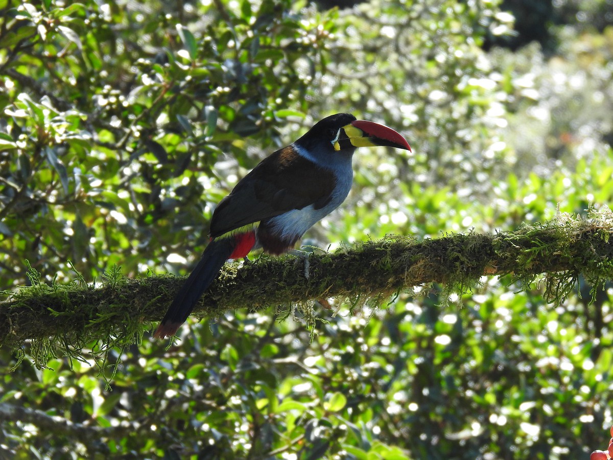 Gray-breasted Mountain-Toucan - ML635757851