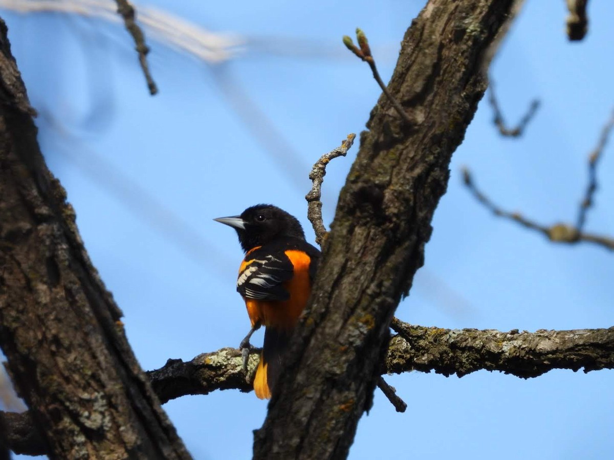Baltimore Oriole - ML635757852