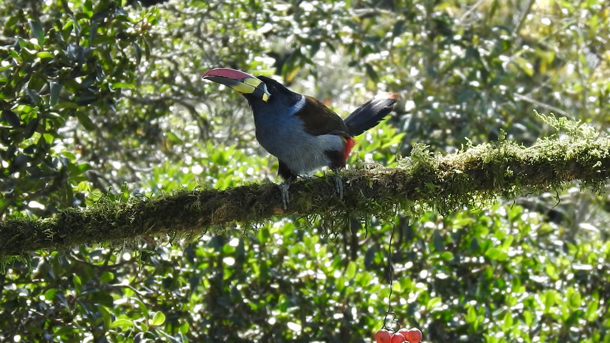 Gray-breasted Mountain-Toucan - ML635757865