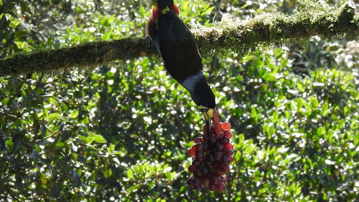 Gray-breasted Mountain-Toucan - ML635757866