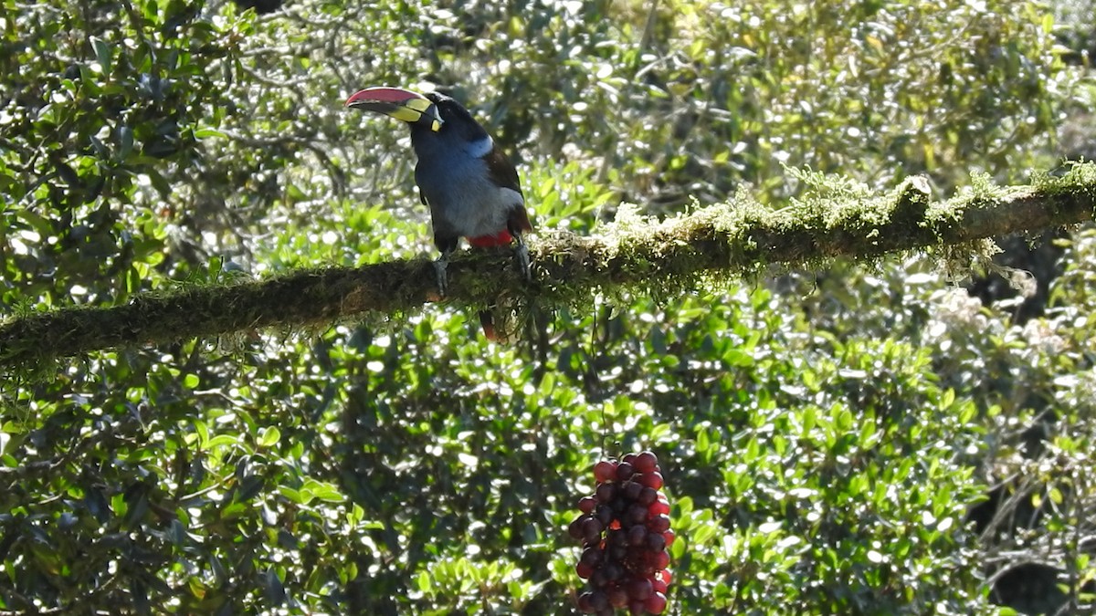 Gray-breasted Mountain-Toucan - ML635757877