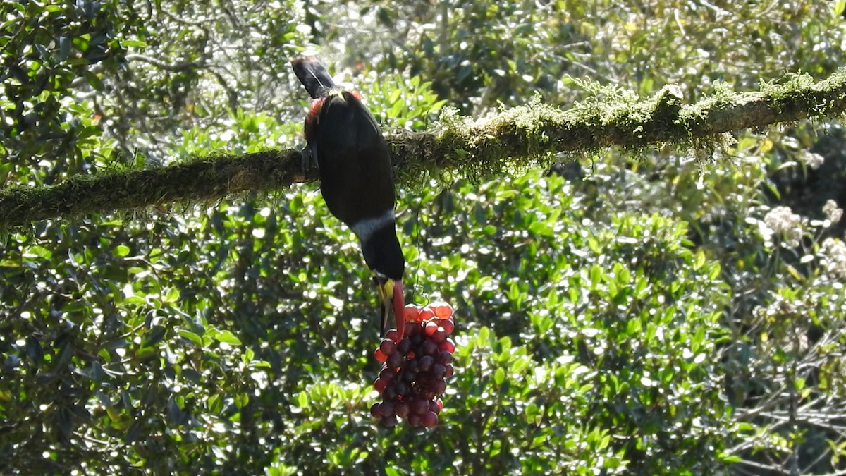 Gray-breasted Mountain-Toucan - ML635757878