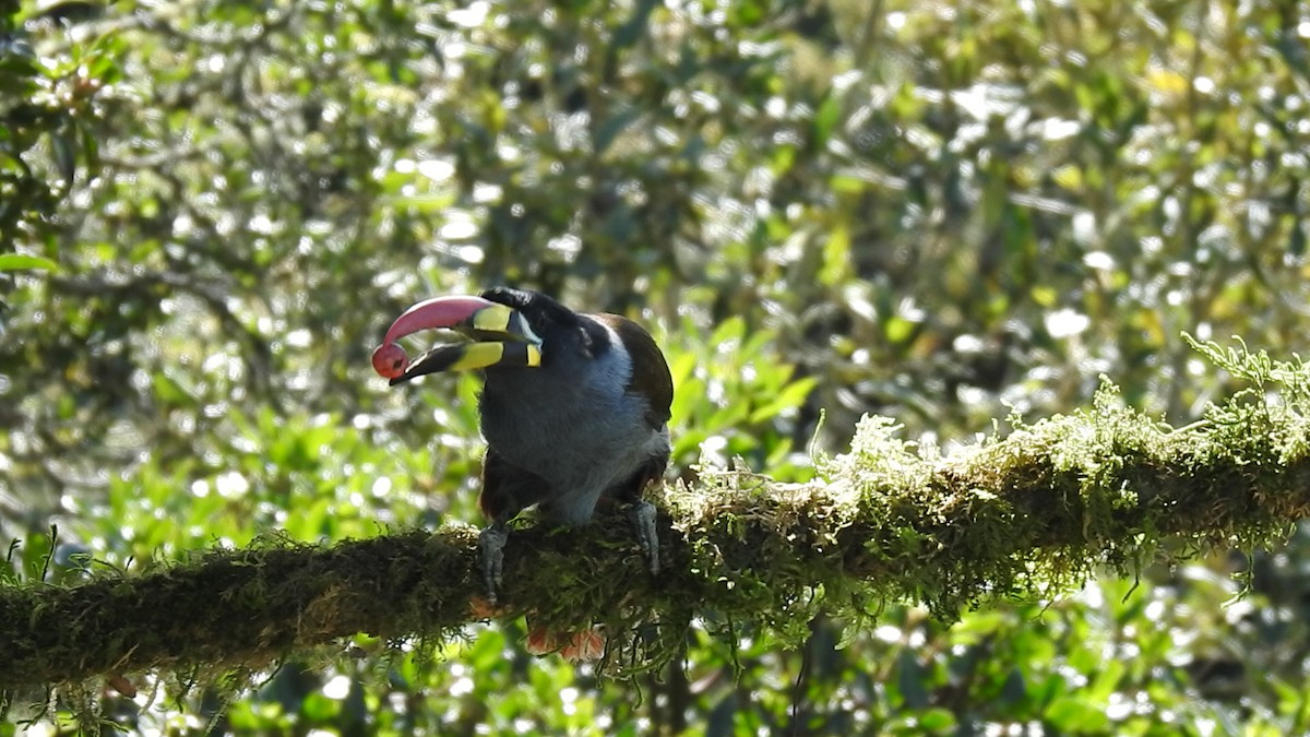 Gray-breasted Mountain-Toucan - ML635757882