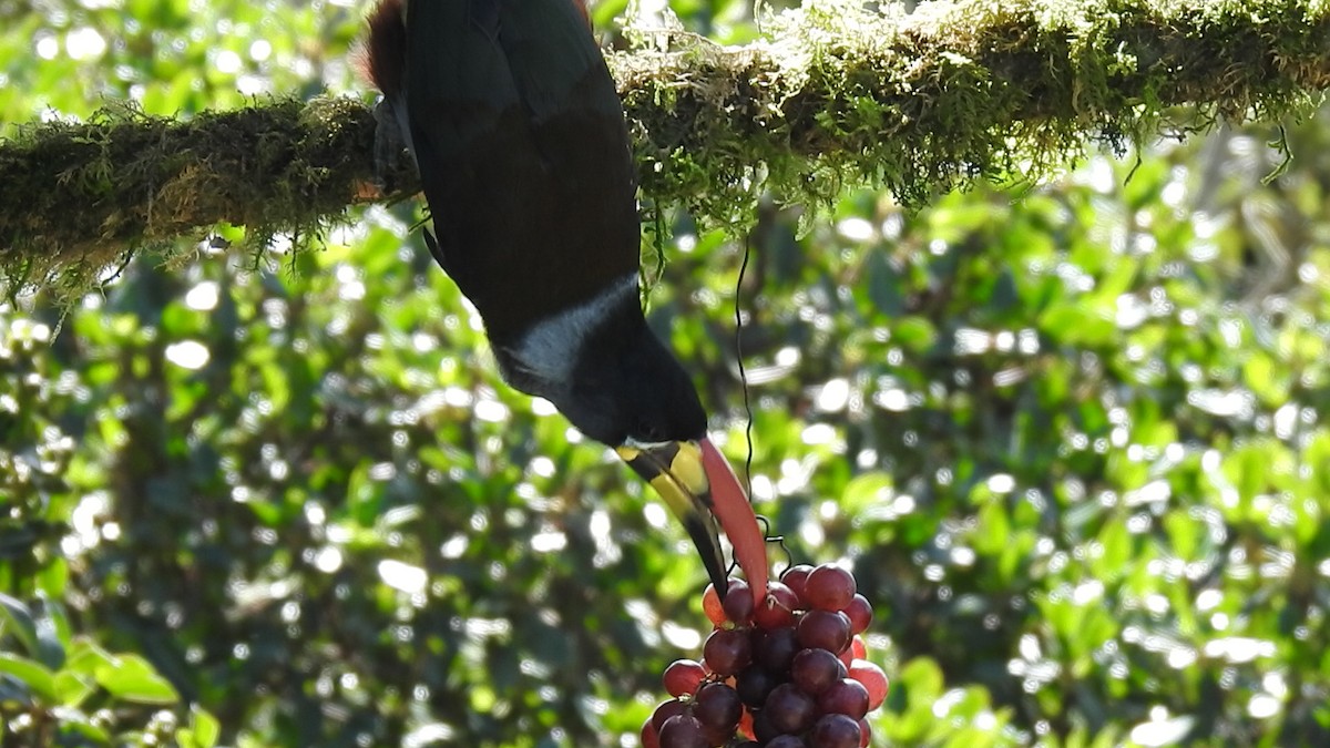 Gray-breasted Mountain-Toucan - ML635757883