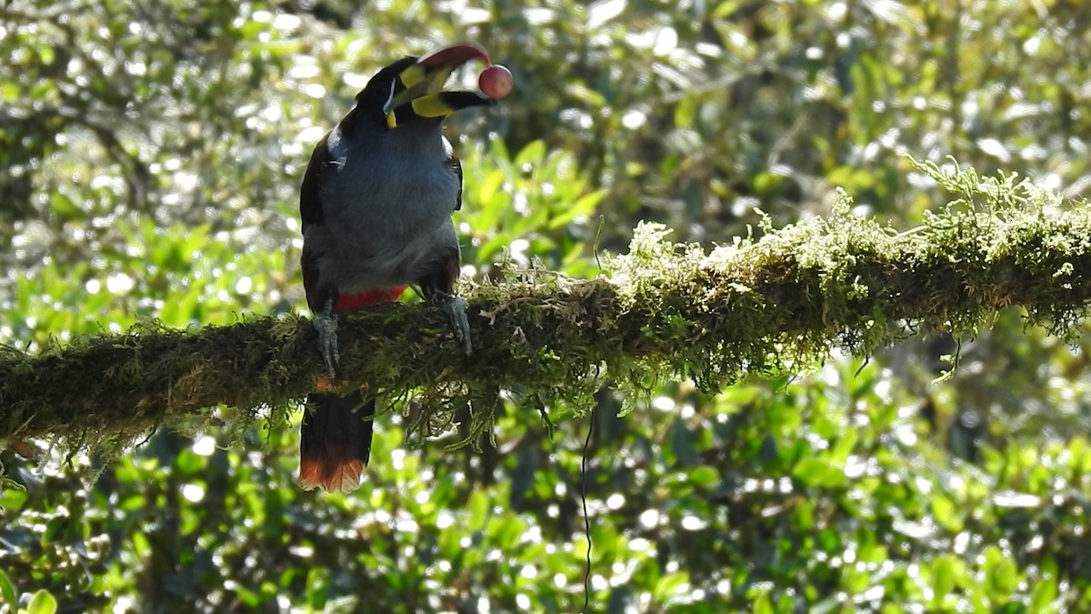 Gray-breasted Mountain-Toucan - ML635757896