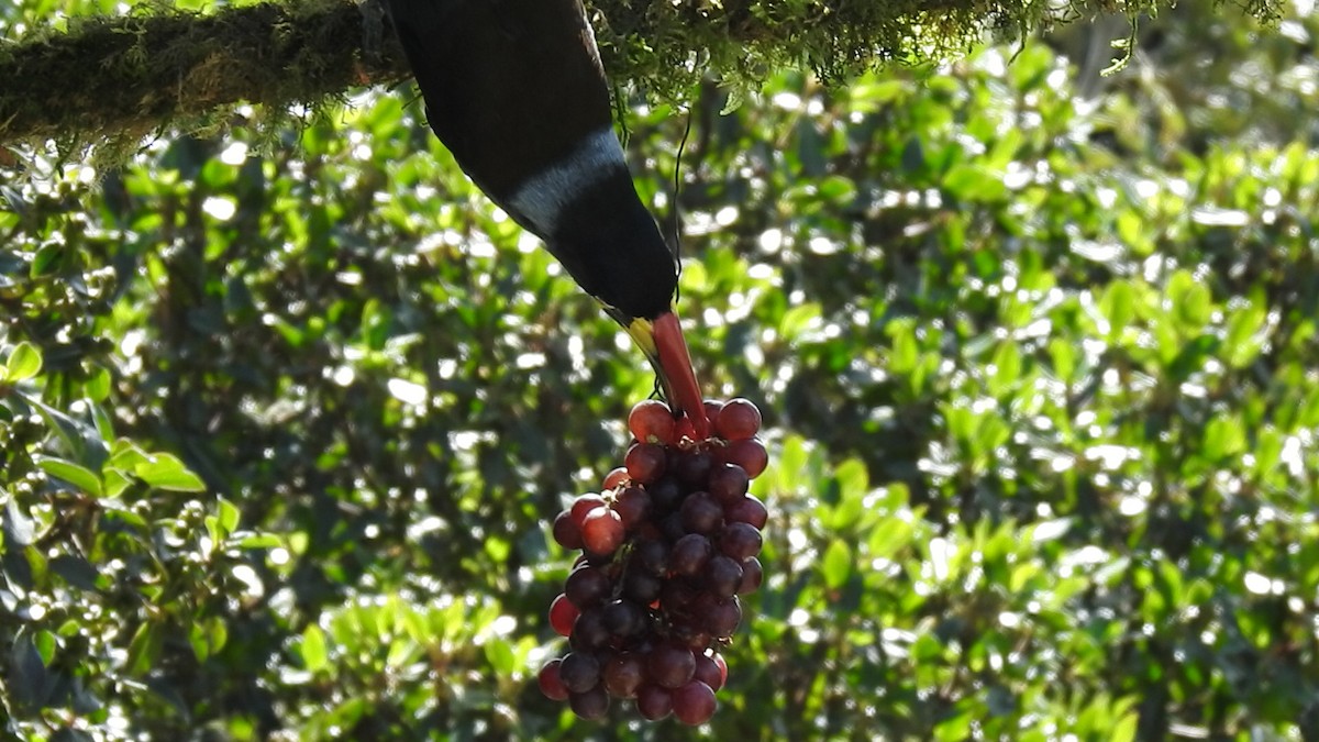 Gray-breasted Mountain-Toucan - ML635757897