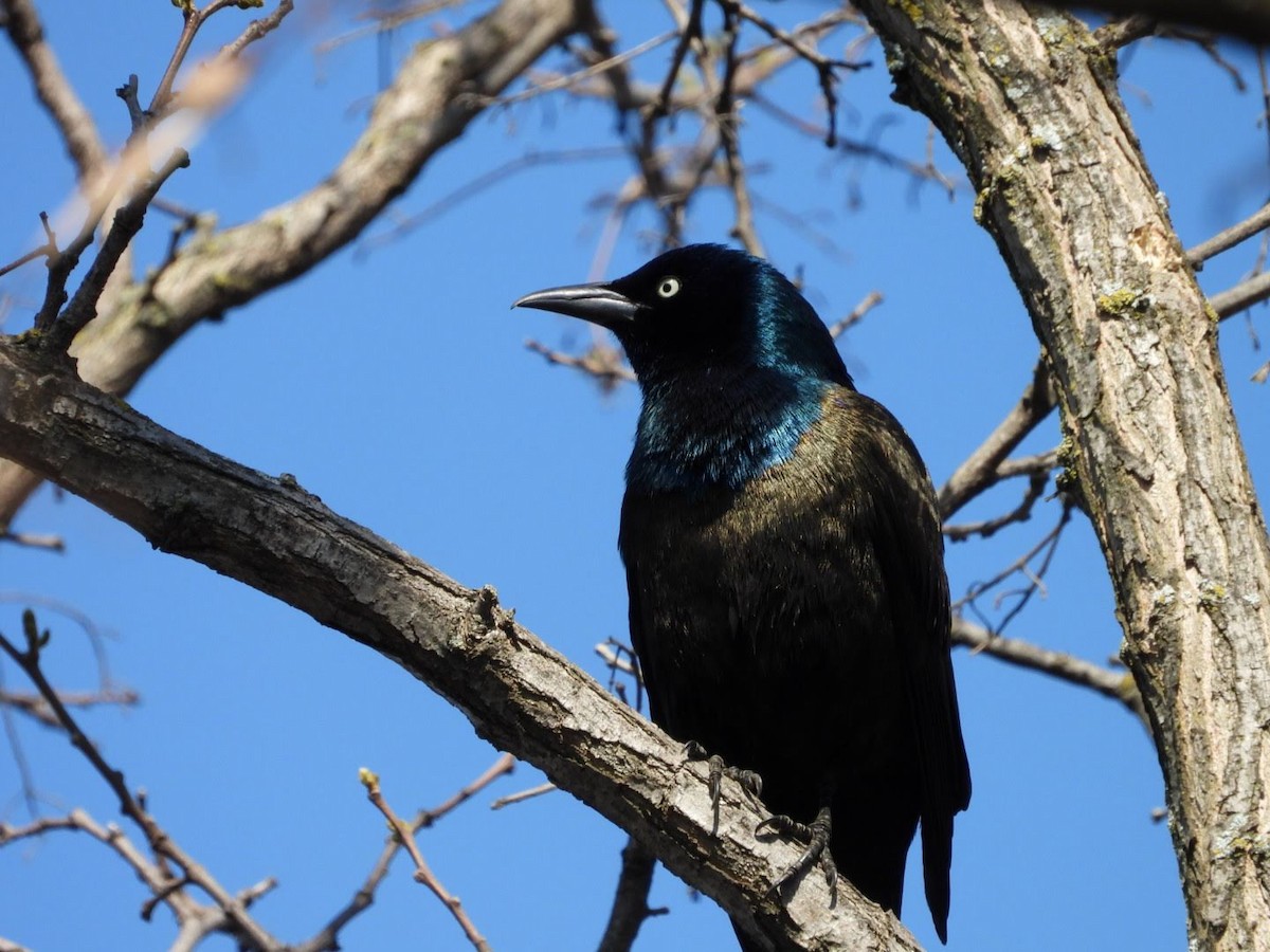 Common Grackle - ML635757898