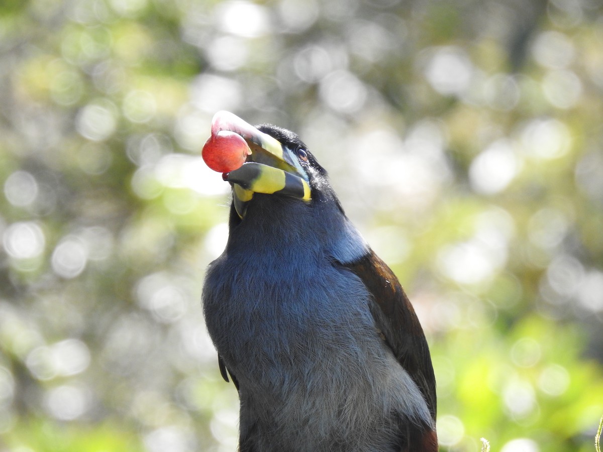 Gray-breasted Mountain-Toucan - ML635757899