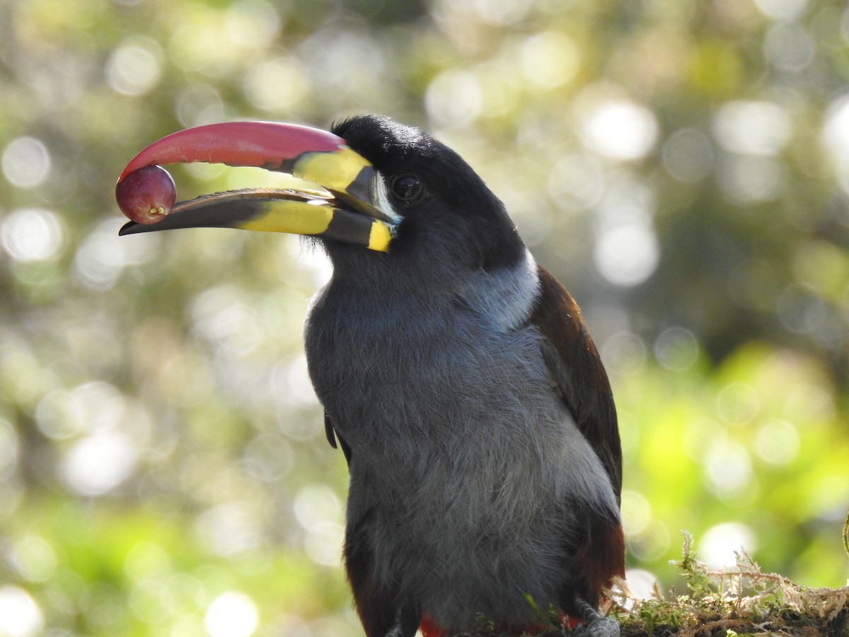 Gray-breasted Mountain-Toucan - ML635757900