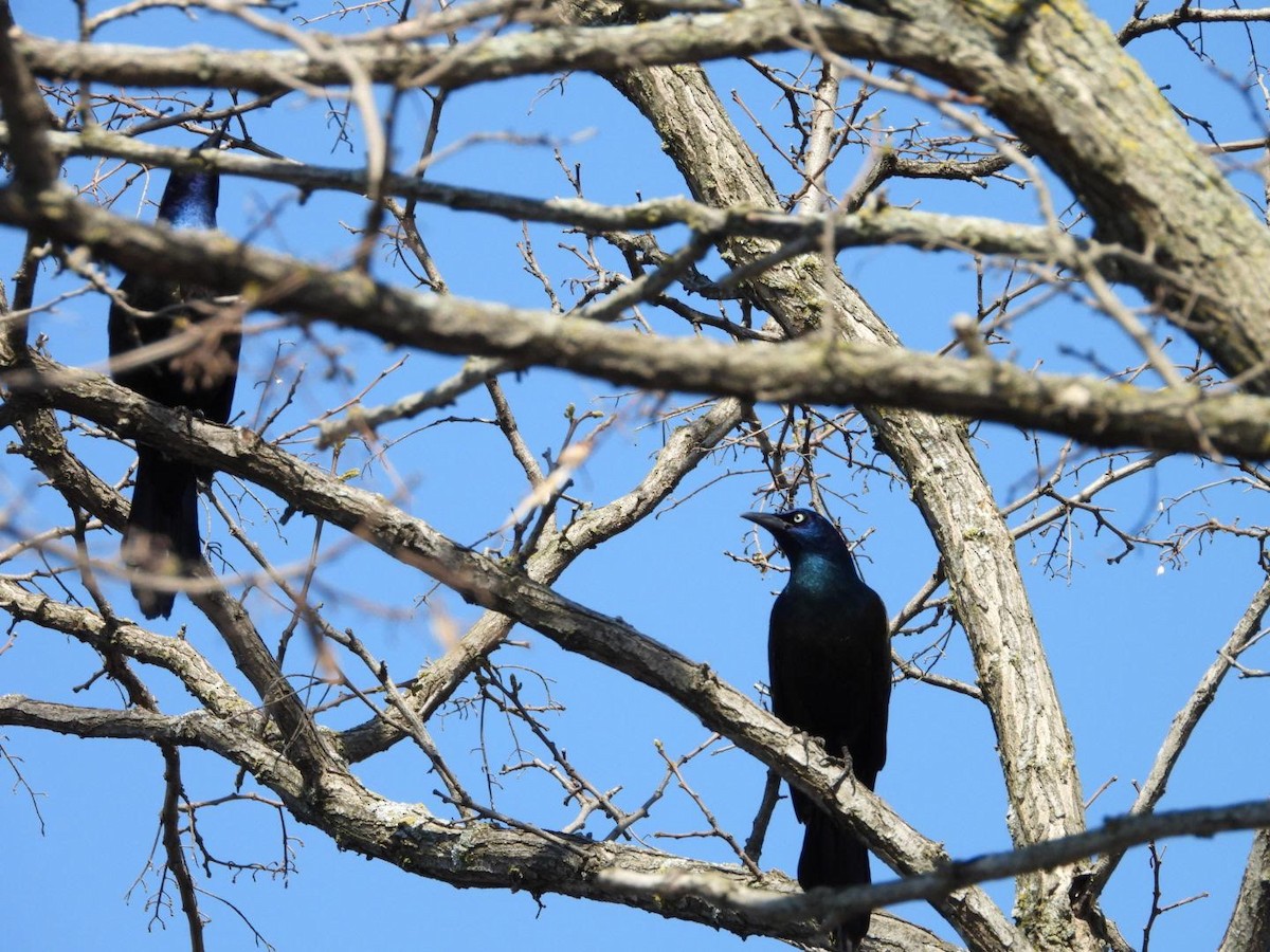 Common Grackle - ML635757904