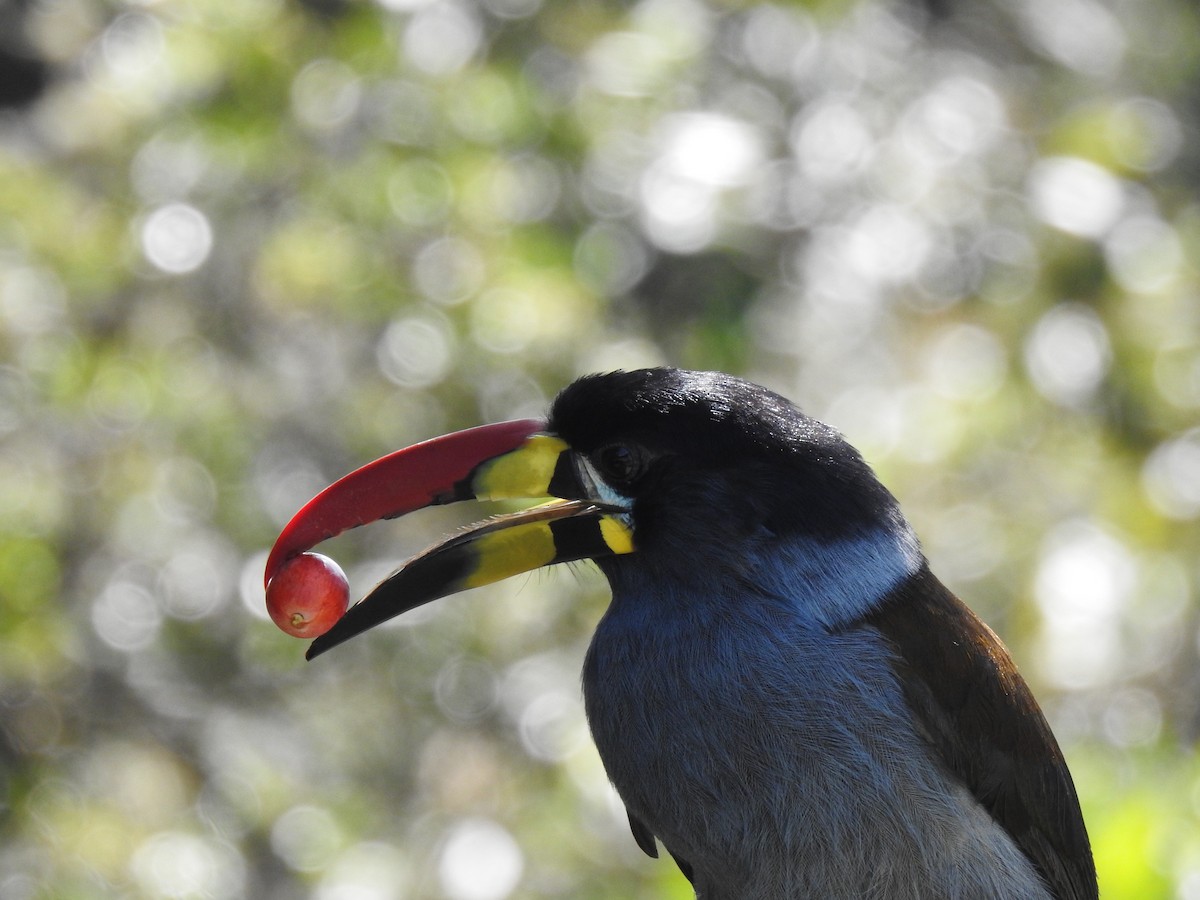 Gray-breasted Mountain-Toucan - ML635757906