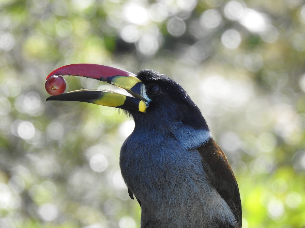 Gray-breasted Mountain-Toucan - ML635757907
