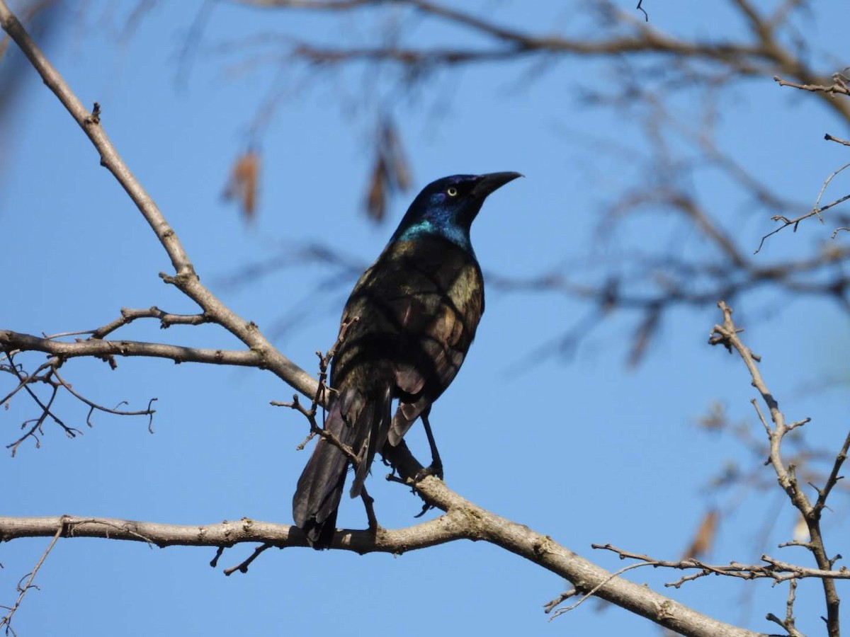 Common Grackle - ML635757908
