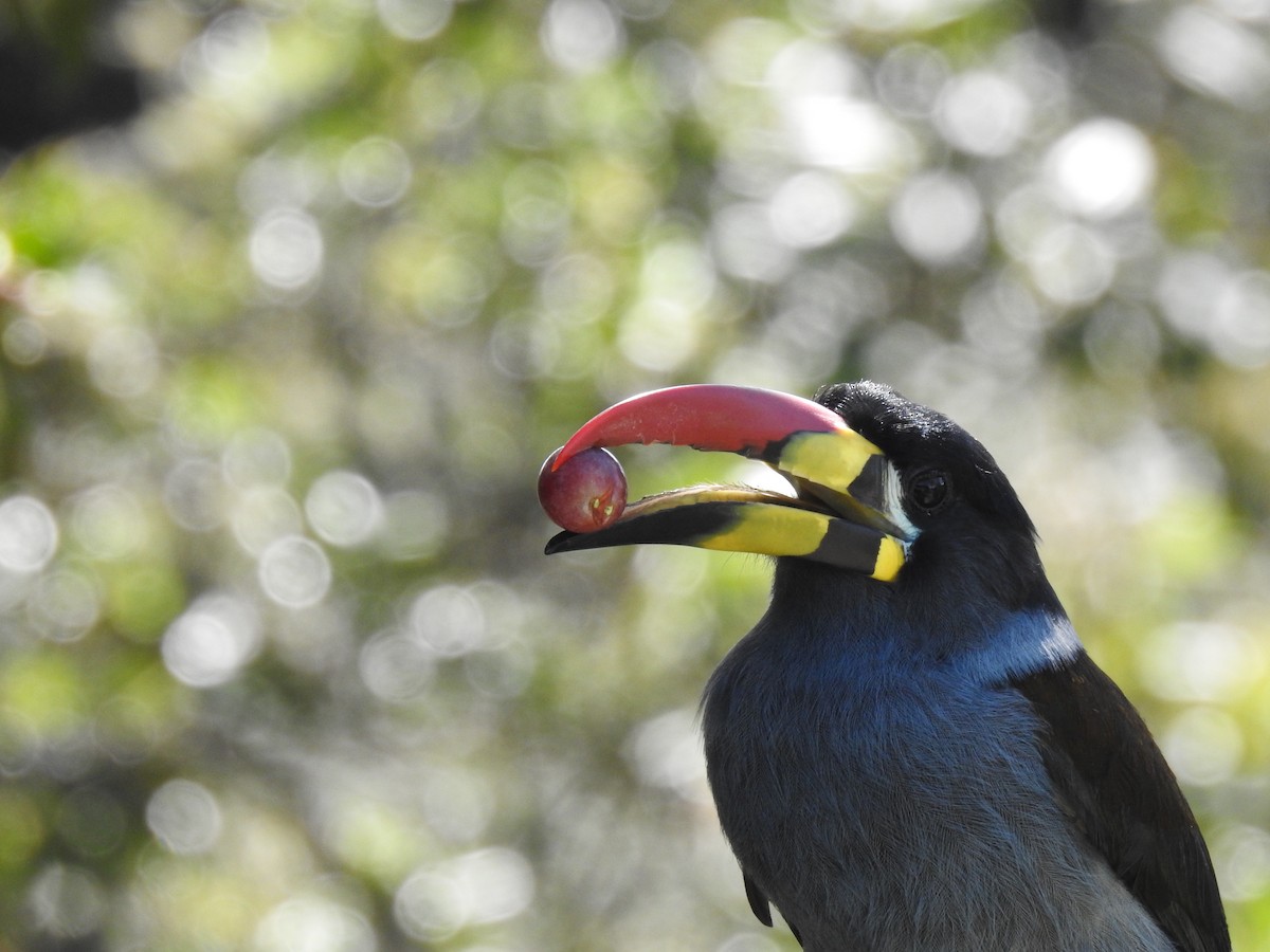 Gray-breasted Mountain-Toucan - ML635757912