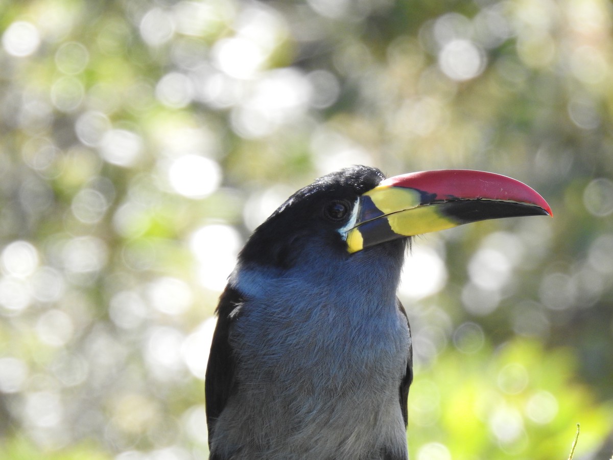 Gray-breasted Mountain-Toucan - ML635757913