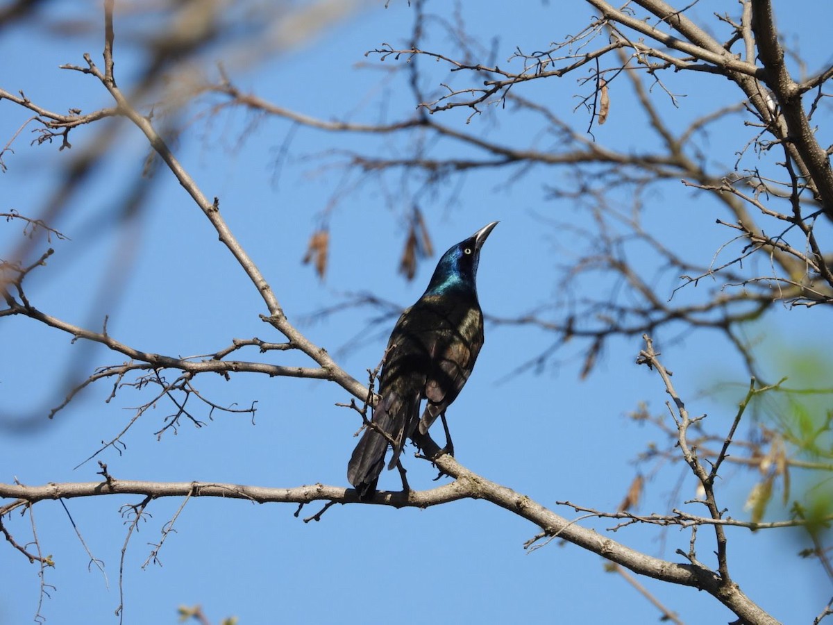Common Grackle - ML635757915