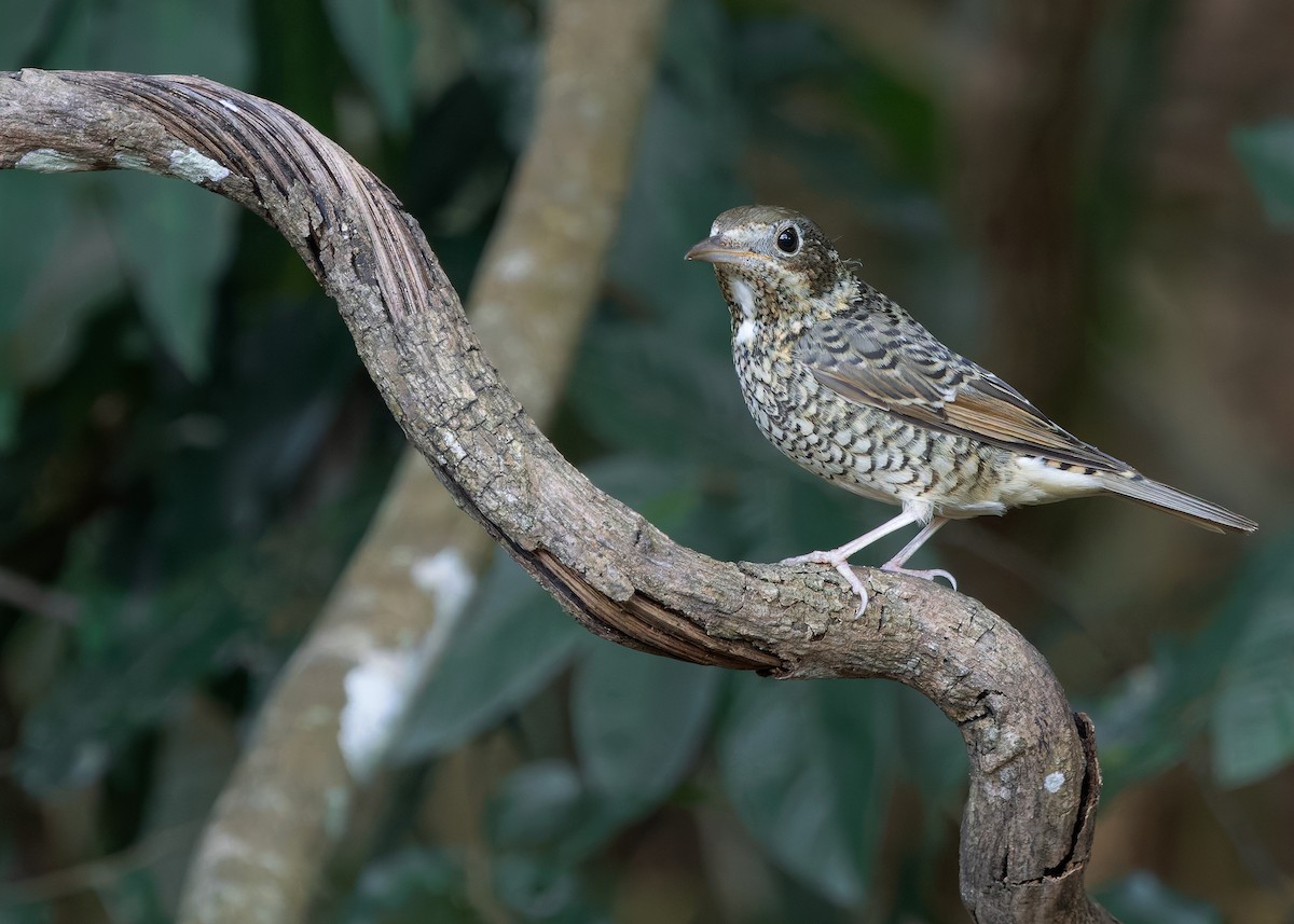 White-throated Rock-Thrush - ML635757918