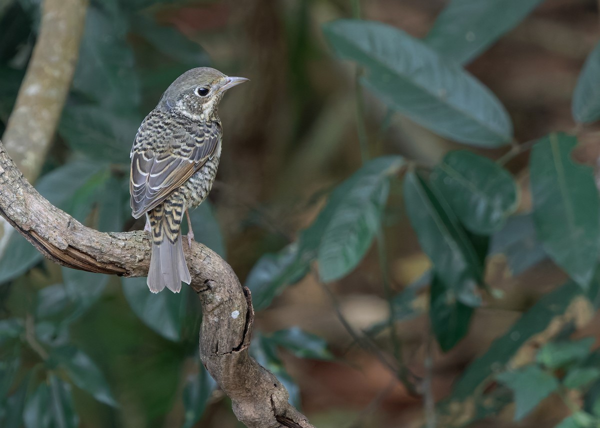 White-throated Rock-Thrush - ML635757919