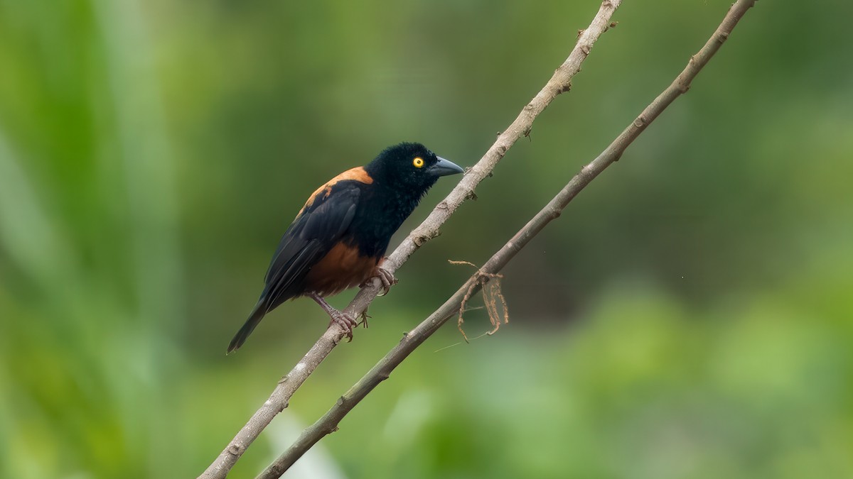 Chestnut-and-black Weaver - ML635757920