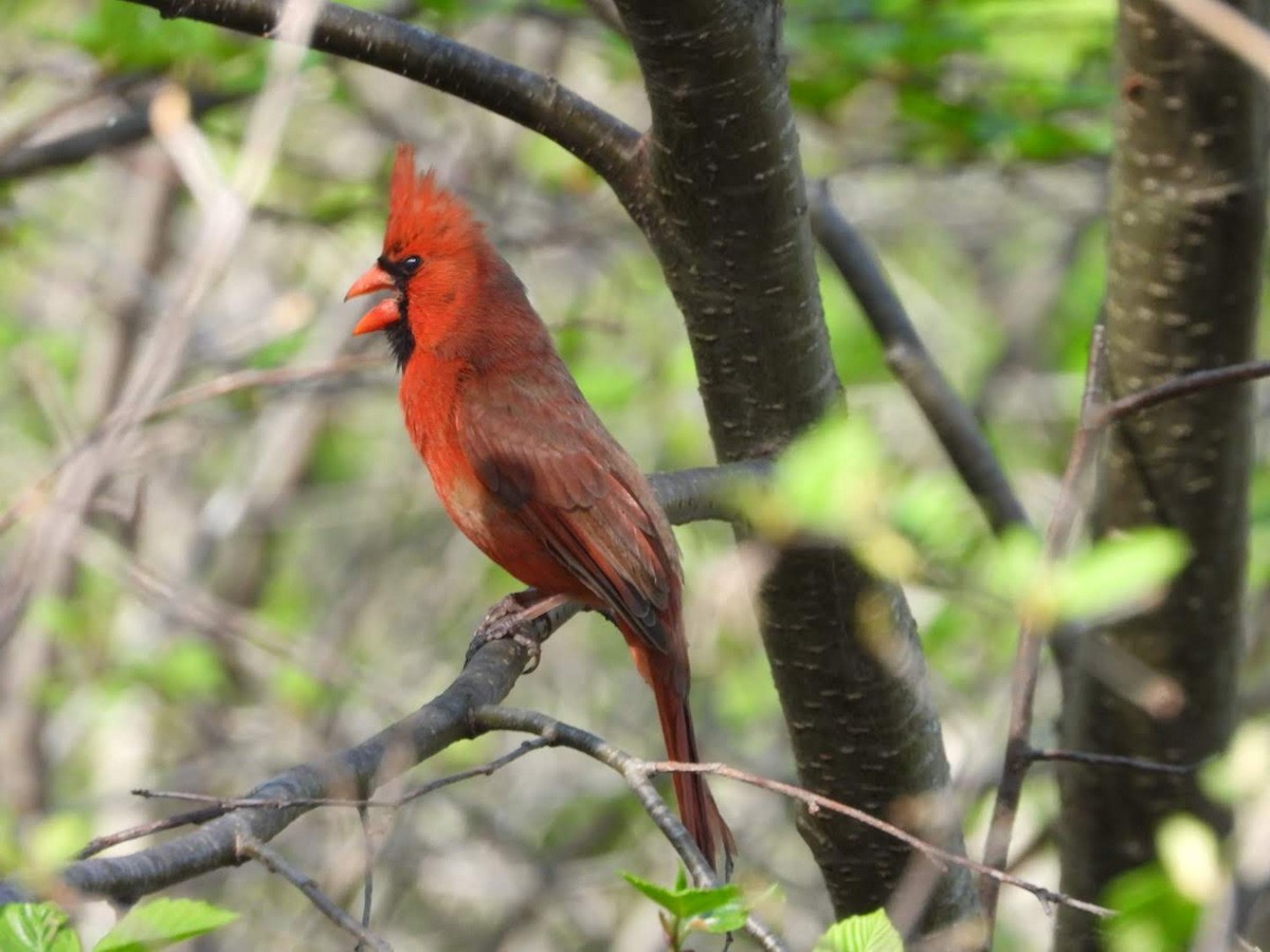 Northern Cardinal - ML635757937