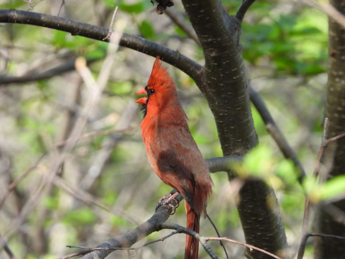 Northern Cardinal - ML635757940