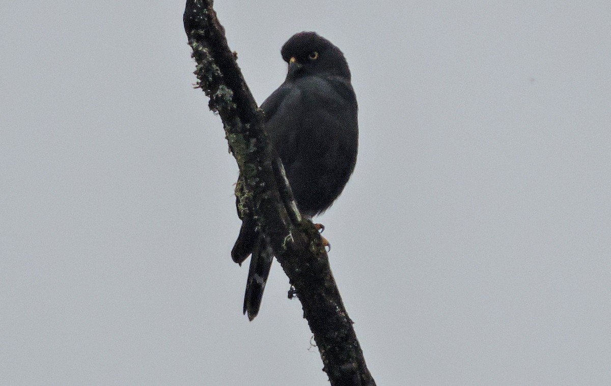White-rumped Hawk - ML635757949