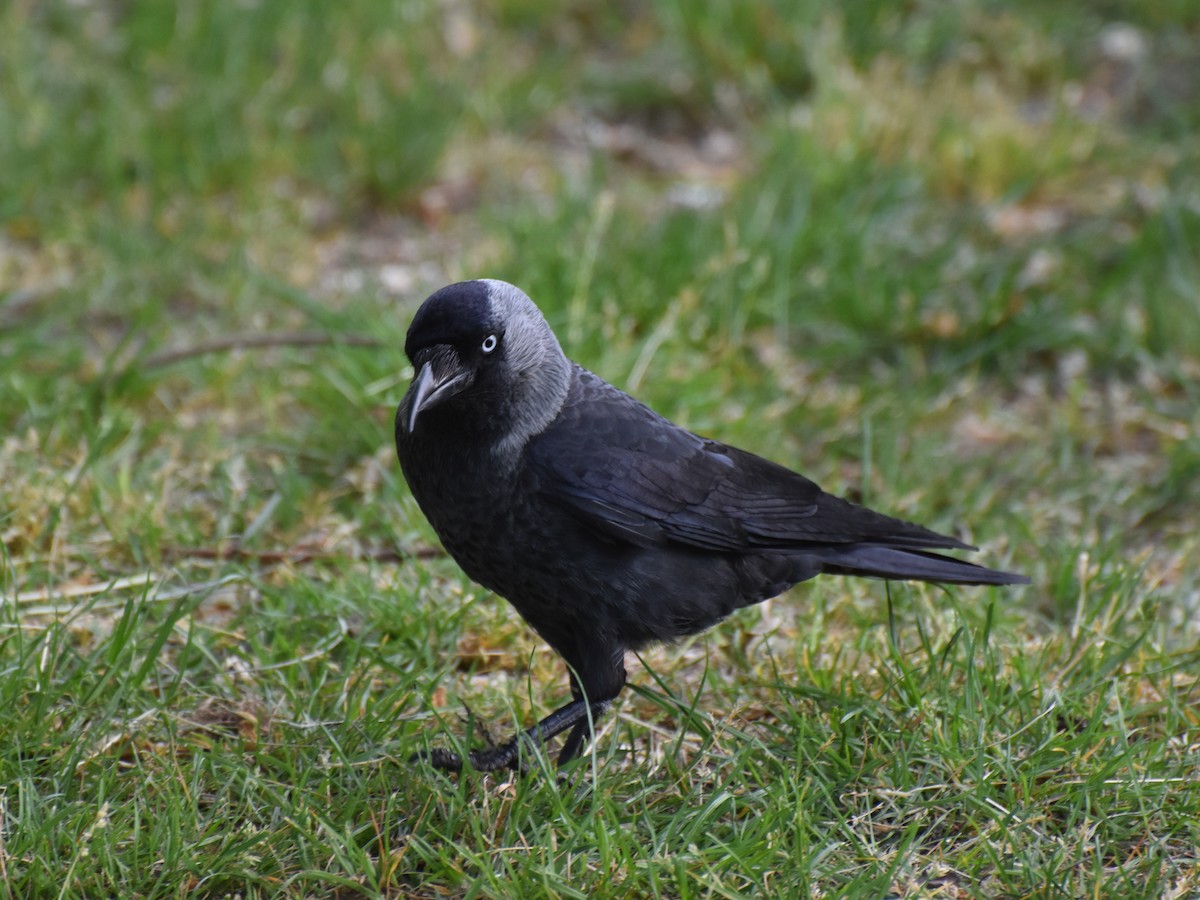 Eurasian Jackdaw - ML635758005