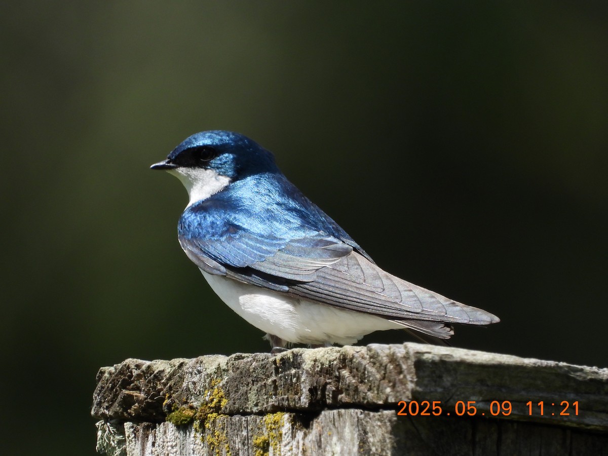 ミドリツバメ - ML635758050