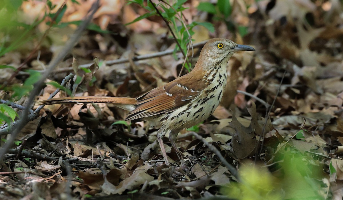 brunspottefugl - ML635758070