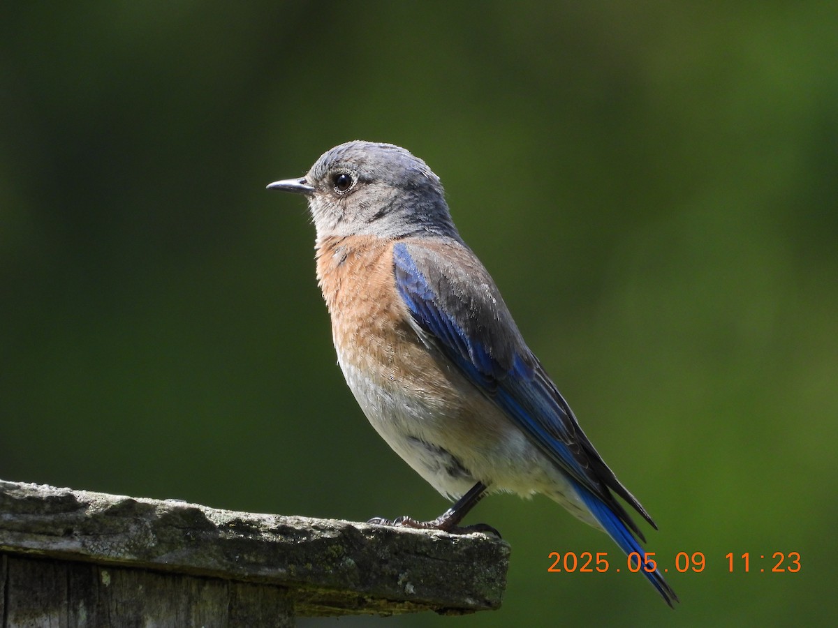 チャカタルリツグミ - ML635758101