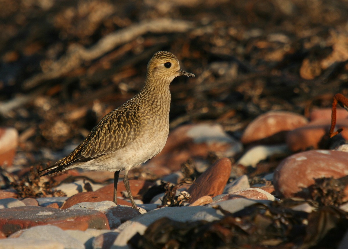 European Golden-Plover - Christoph Moning