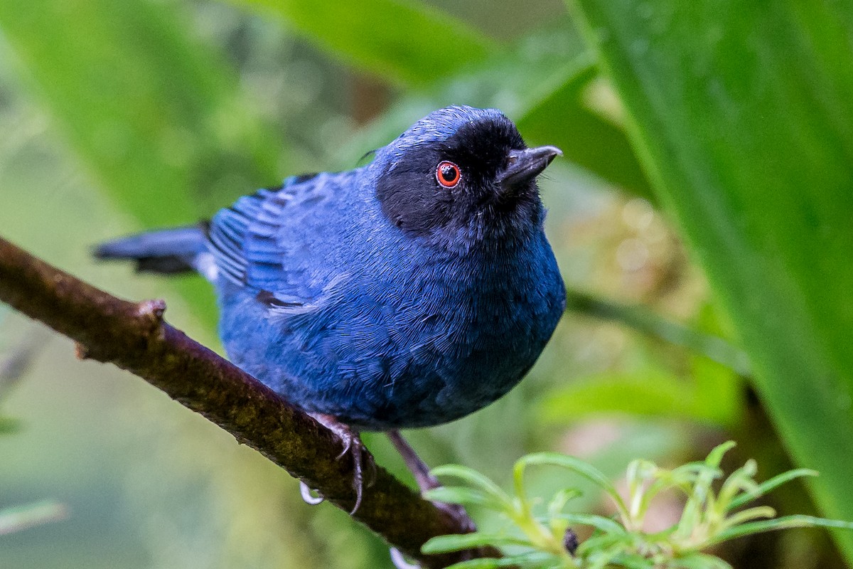 Masked Flowerpiercer - ML635758181