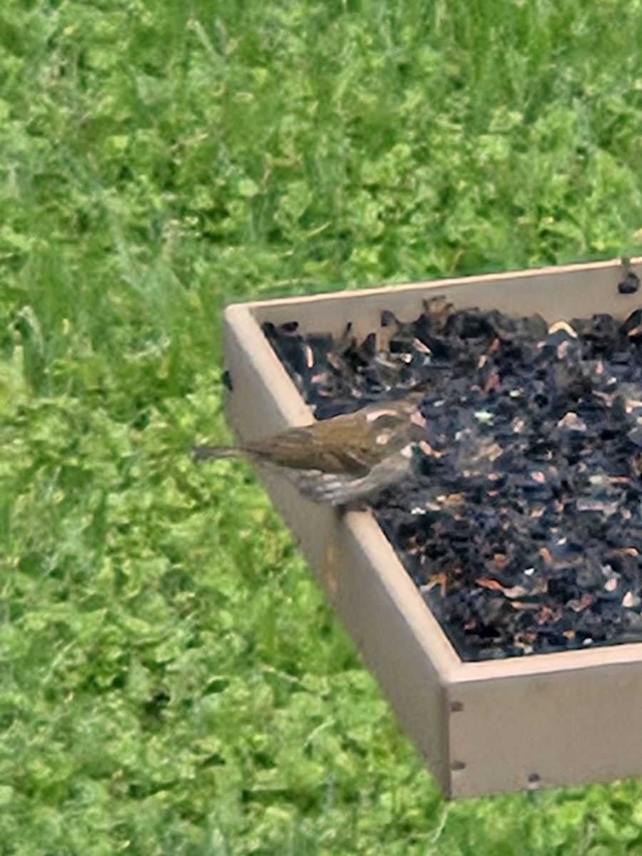 Purple Finch - ML635758252
