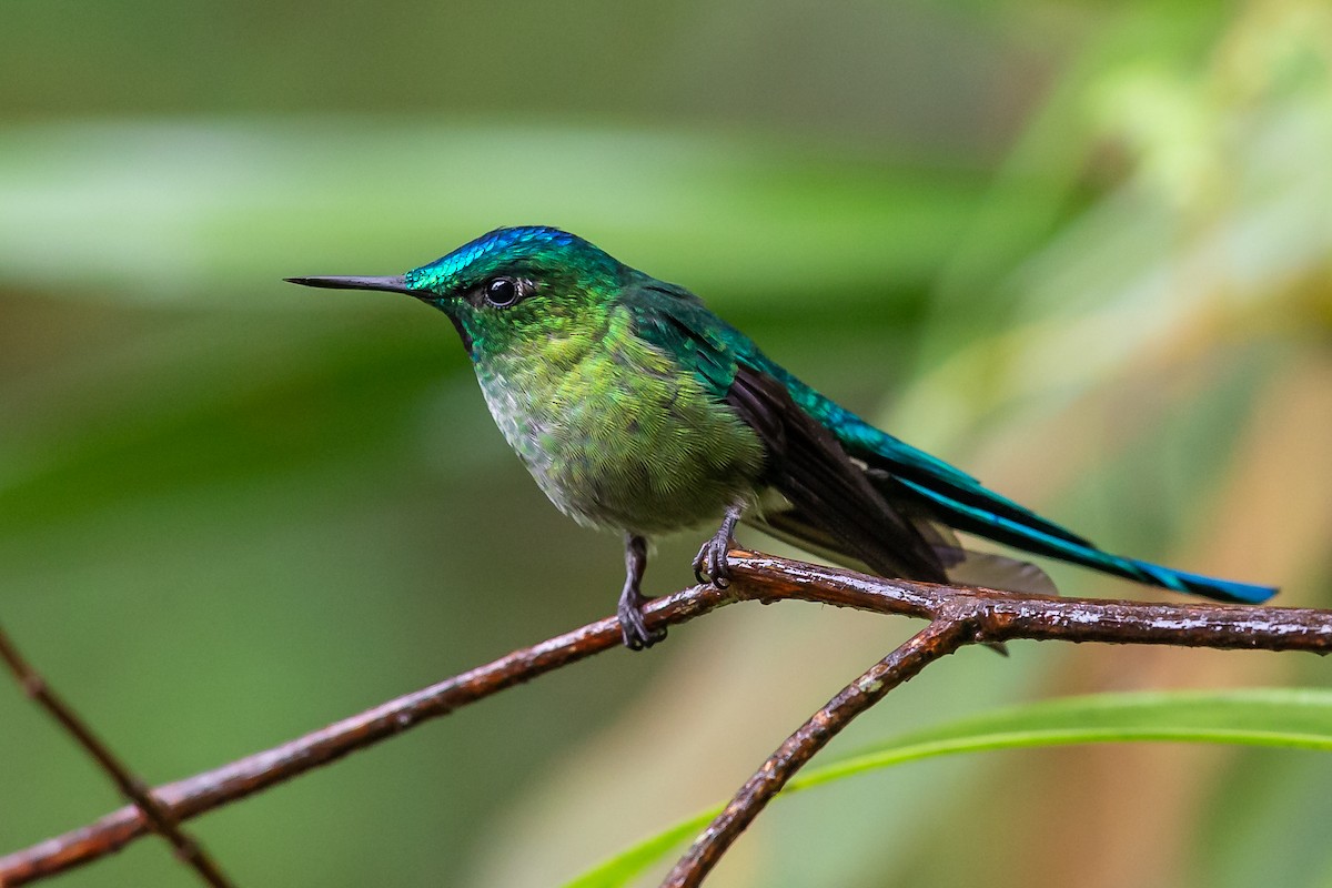 sylfa dlouhoocasá - ML635758253