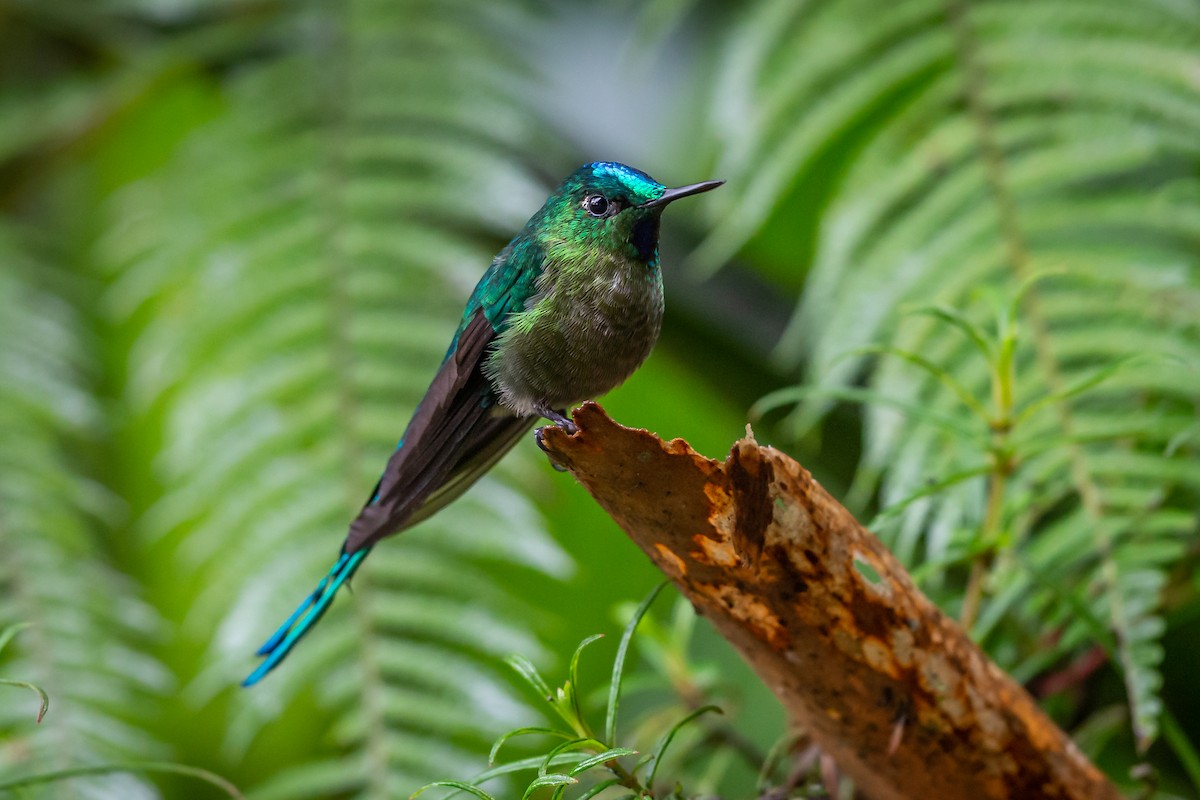 sylfa dlouhoocasá - ML635758254