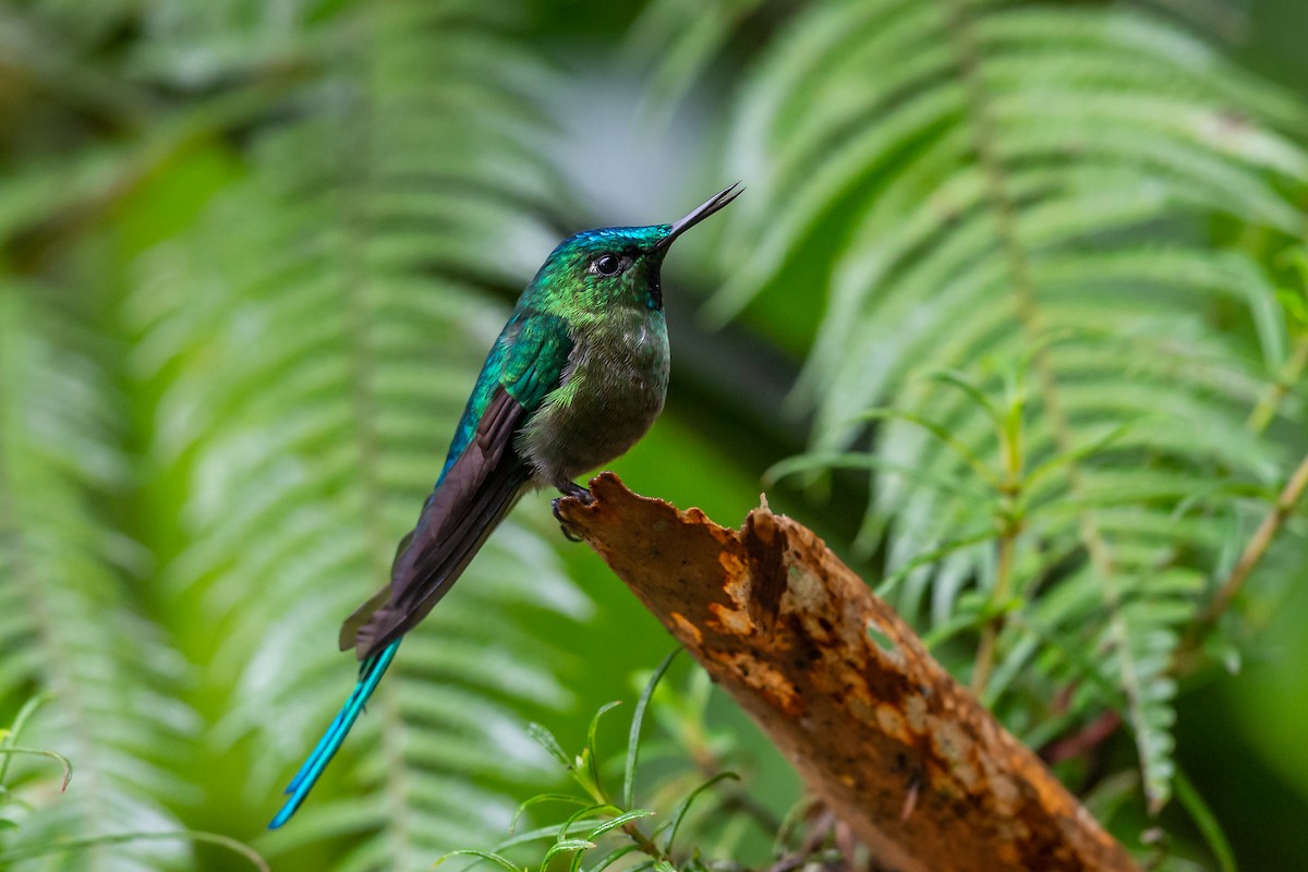 sylfa dlouhoocasá - ML635758255