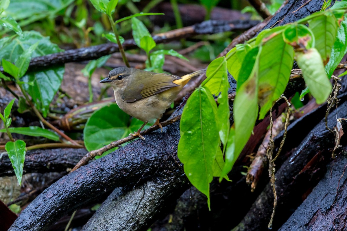 Buff-rumped Warbler - ML635758349
