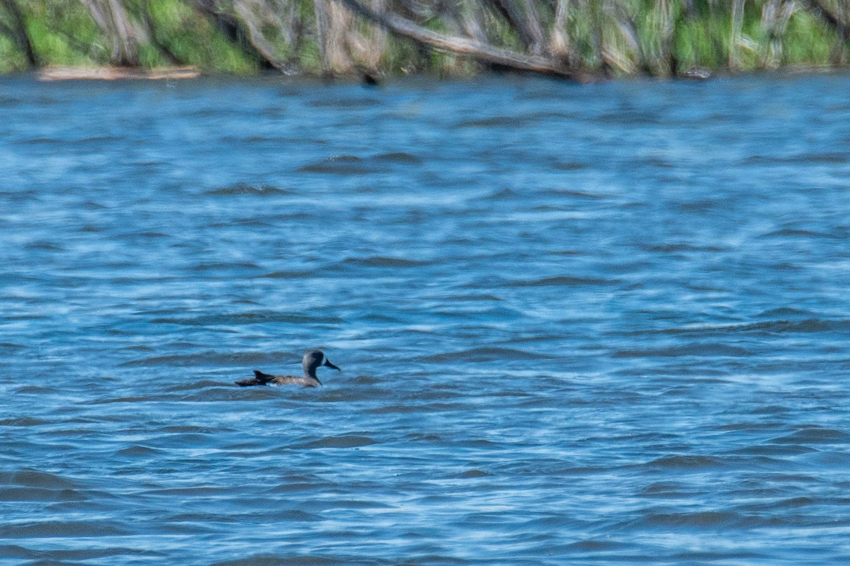 Blue-winged Teal - ML635758350